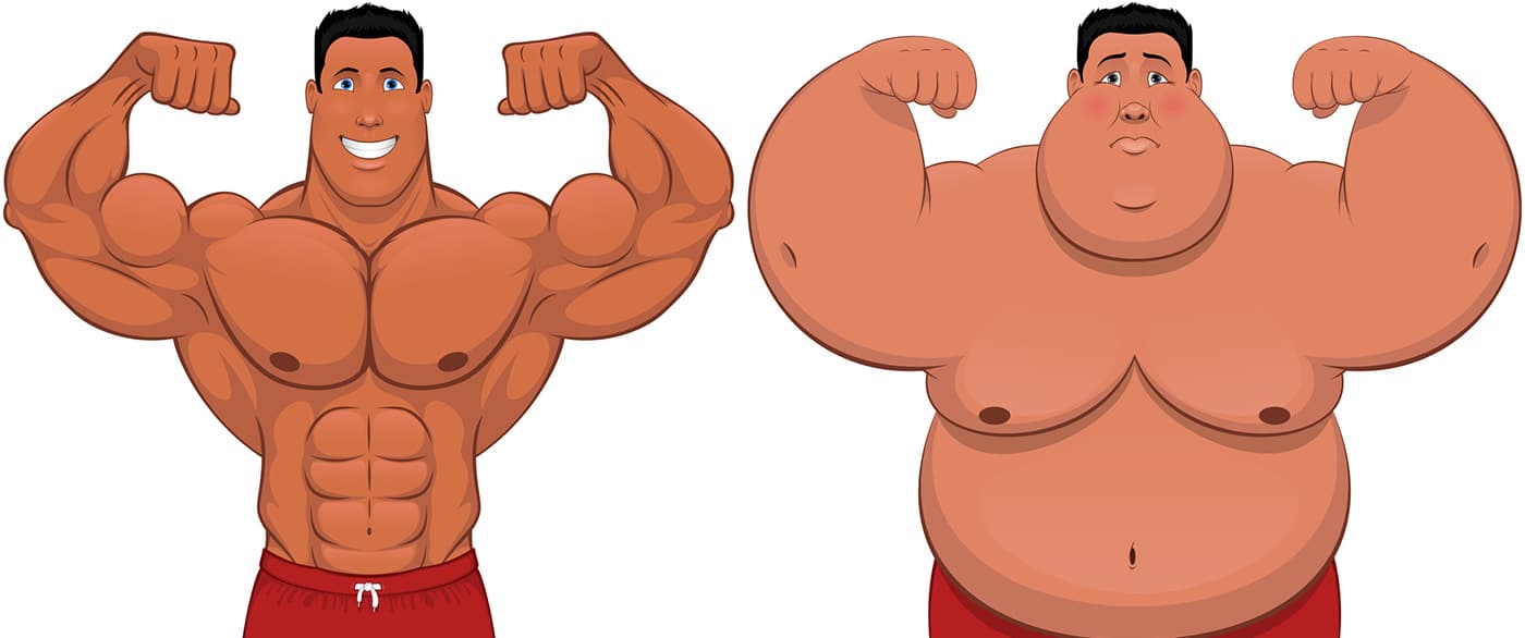 Muscle et gras